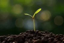 Час готувати грунт для розсади грунт