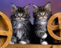 Якість кошеня групи кошенят шоу якість брид клас кошенят