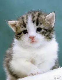 Якість кошеня групи кошенят шоу якість брид клас групи