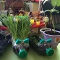 Пізнавально-дослідницький проект «Город на вікні» вікні»