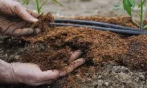 Посадка помідорів у теплицю вирощування, запилення, підв’язування помідорів