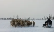 Подорож по тундрі та День оленярів, ФОТО НОВИНИ подорож