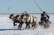 Подорож по тундрі та День оленярів, ФОТО НОВИНИ оленярів