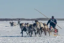 Подорож по тундрі та День оленярів, ФОТО НОВИНИ подорож