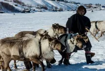 Подорож по тундрі та День оленярів, ФОТО НОВИНИ день