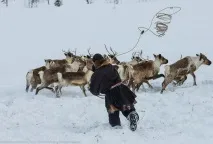 Подорож по тундрі та День оленярів, ФОТО НОВИНИ день