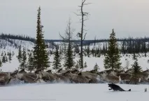 Подорож по тундрі та День оленярів, ФОТО НОВИНИ оленярів