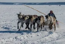 Подорож по тундрі та День оленярів, ФОТО НОВИНИ фото