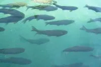 Розведення прісноводної риби - водоймище в оренду риби