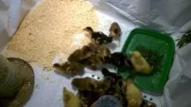 розведення