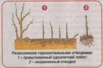 смородини