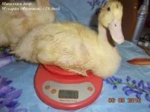 качок