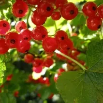 розмноження