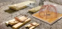 Рейтинг найкращих мишоловок - дерев’яні, пластикові, електричні відгуки мишоловок