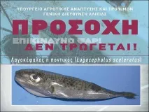 Риба-кролик, або що робить фугу у Середземному морі морі