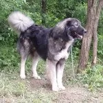 Румунська карпатська вівчарка (фото, відео, опис) румунська