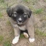 Румунська карпатська вівчарка (фото, відео, опис) вівчарка
