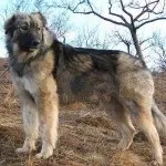 Румунська карпатська вівчарка (фото, відео, опис) румунська