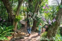 Роял Парк у Чіангмаї (Flora Royal Park Rajapruek Chiangmai) flora