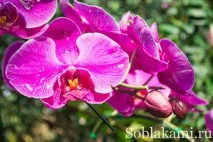 Роял Парк у Чіангмаї (Flora Royal Park Rajapruek Chiangmai) парк