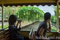 Роял Парк у Чіангмаї (Flora Royal Park Rajapruek Chiangmai) royal