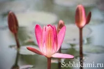 Роял Парк у Чіангмаї (Flora Royal Park Rajapruek Chiangmai) flora