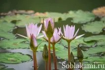 Роял Парк у Чіангмаї (Flora Royal Park Rajapruek Chiangmai) flora