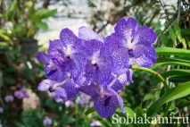 Роял Парк у Чіангмаї (Flora Royal Park Rajapruek Chiangmai) royal