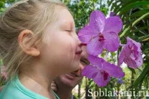 Роял Парк у Чіангмаї (Flora Royal Park Rajapruek Chiangmai) чіангмаї