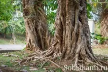 Роял Парк у Чіангмаї (Flora Royal Park Rajapruek Chiangmai) royal