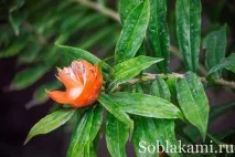 Роял Парк у Чіангмаї (Flora Royal Park Rajapruek Chiangmai) royal