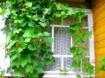 Садові ліани квіти ліани, декоративні ліани для дачі, деревоподібні та квітучі квіти ліани дачі