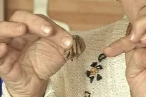 Сім порад для садівників-любителів від «Зеленої передачі» передачі