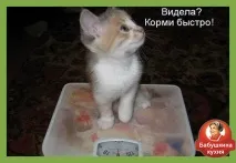 порадами