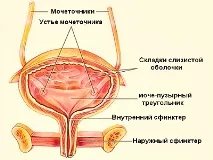 Сфінктер що це таке в організмі людини таке