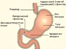 Сфінктер що це таке в організмі людини організмі