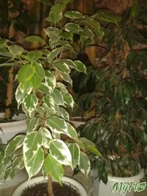 Шикарний восковий блиск листя фікуса Бенджаміна листя