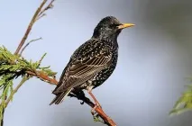 vulgaris