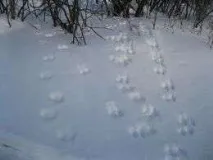 білки
