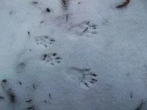 білка