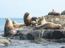 Сівуч, північний морський лев, фото дуже