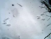 Сліди білки сліди
