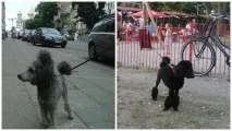 Собаки старого Вільнюса та їхні господарі вразили нас вихованістю собаки