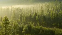 Сонник ліс до чого сниться сонник