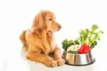 Собака любить фрукти, овочі та солодощі фрукти