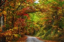 Сонник ліс до чого сниться сниться