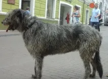 Собаки старого Вільнюса та їхні господарі вразили нас вихованістю господарі