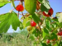 Смородина альпійська. альпійська