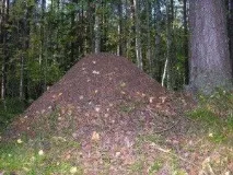 Сонник мурахи до чого сняться мурахи бачити уві сні сонник