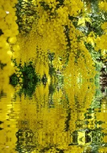 Неймовірна квітуча мімоза, Мій світ у фотографіях мімоза